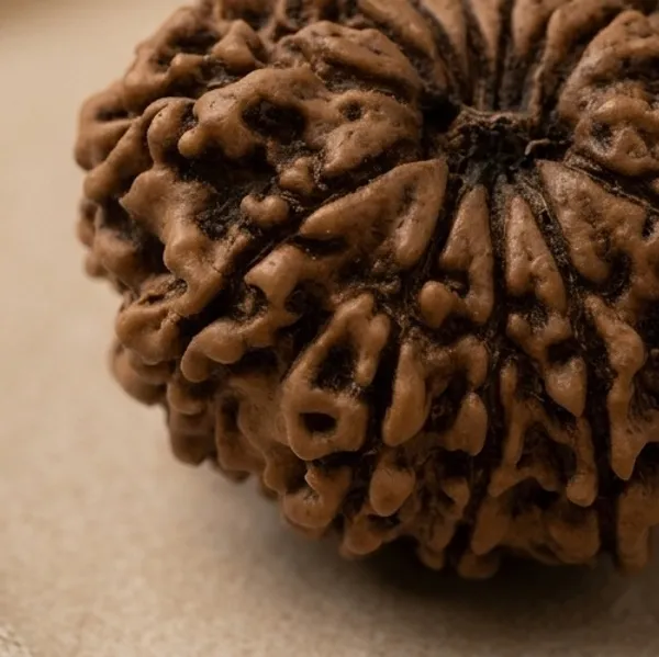 13_Mukhi_Rudraksha_22-24Mm