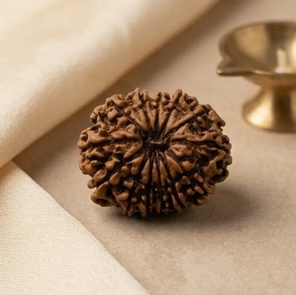 13_Mukhi_Rudraksha_22-24Mm