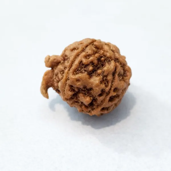 Natural_Rudraksha_Bead_-_Sacred_Spiritual_Seed_Ganesh_Rudraksha