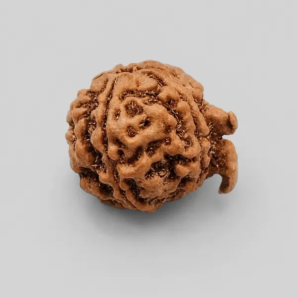 Natural_Rudraksha_Bead_-_Sacred_Spiritual_Seed_Ganesh_Rudraksha