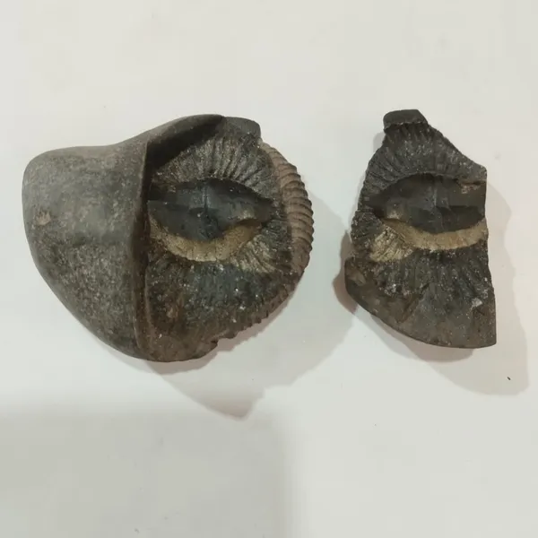 Shaligram_Chakra
