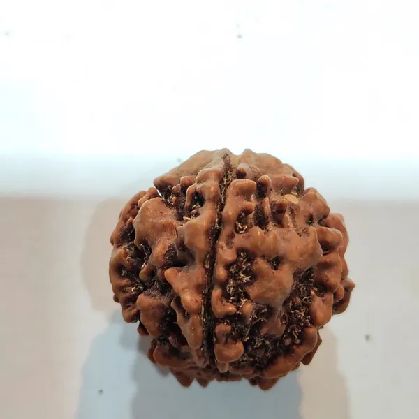 Natural_5_Mukhi_Rudraksha_Seed_Bead_Size_16-19Mm