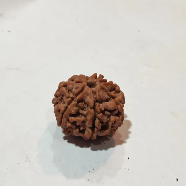 Natural_Rudraksha_Bead_-_Sacred_Spiritual_Seed_For_Prayer_And_Meditation_7_Mukhi_Rudraksha
