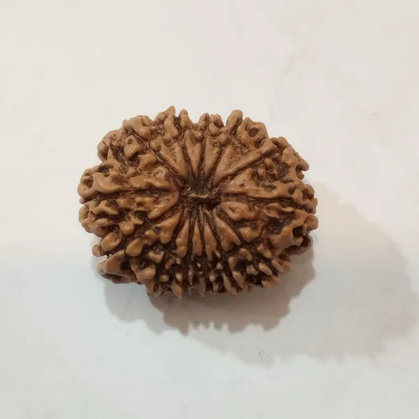 13_Mukhi_Rudraksha_22-24Mm