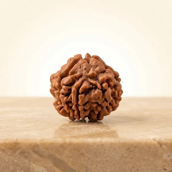 Rudraksha_Seed_Bead_-_Natural_3_Mukhi_(3_Face)_Sacred_Bead