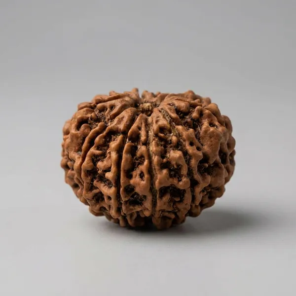 Rudraksha_Bead_-_Natural_10_Mukhi_Rudraksha