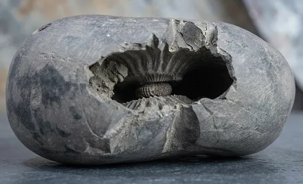 Laxmi_Narayan_Shaligram