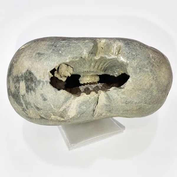 Laxmi_Narayan_Shaligram