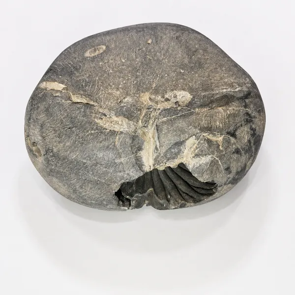 Laxmi_Narayan_Shaligram