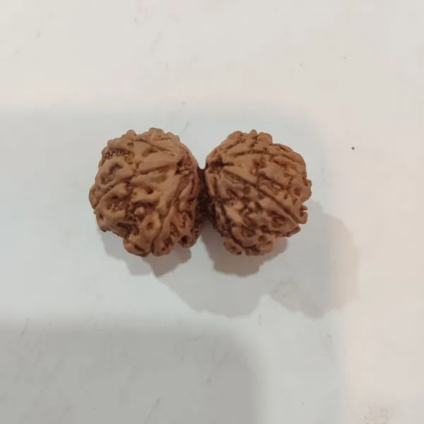 Natural_Rudraksha_Beads_-Gaurishankar_Rudraksha