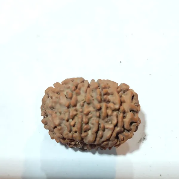 Rudraksha_Bead_-_Natural_11_Mukhi_Seed_For_Spiritual_And_Religious_Use