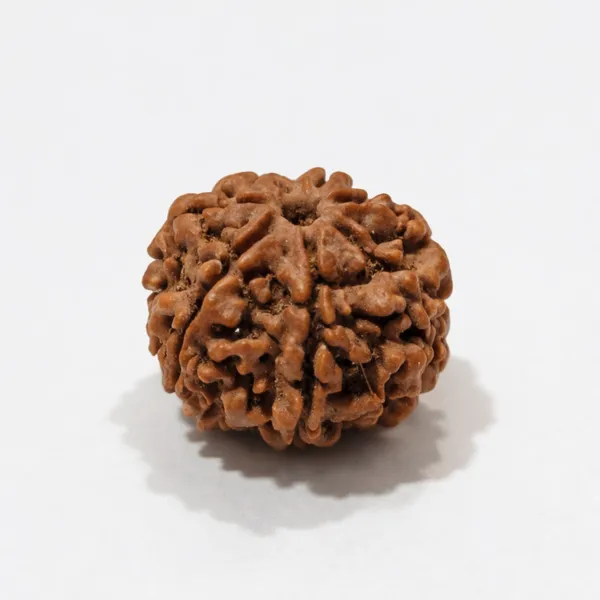 Natural_Rudraksha_Bead_-_Sacred_Spiritual_Seed_For_Prayer_And_Meditation_7_Mukhi_Rudraksha