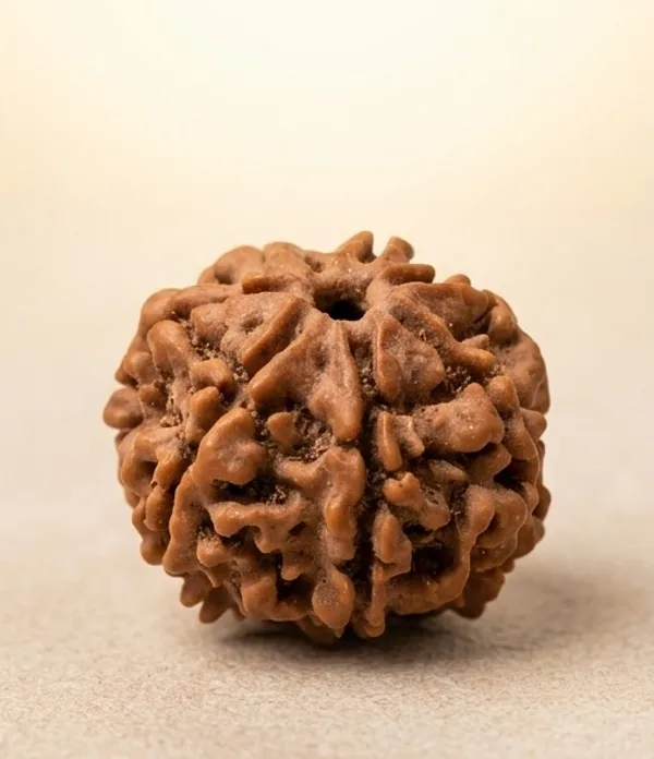 Natural_Rudraksha_Bead_-_Sacred_Spiritual_Seed_For_Prayer_And_Meditation_7_Mukhi_Rudraksha