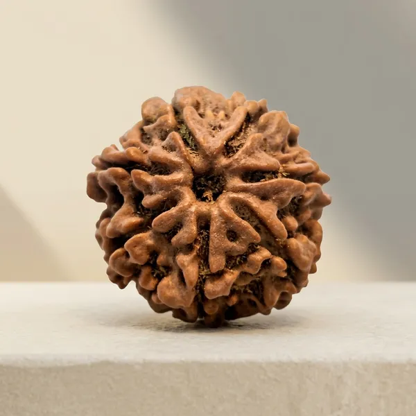 Natural_Rudraksha_Seed_(7_Mukhi_/_Seven-Faced_Rudraksha_Bead)