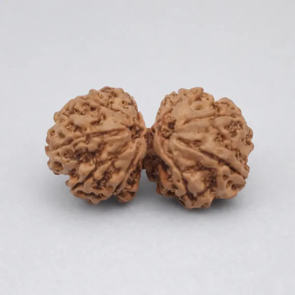 Natural_Rudraksha_Beads_-Gaurishankar_Rudraksha