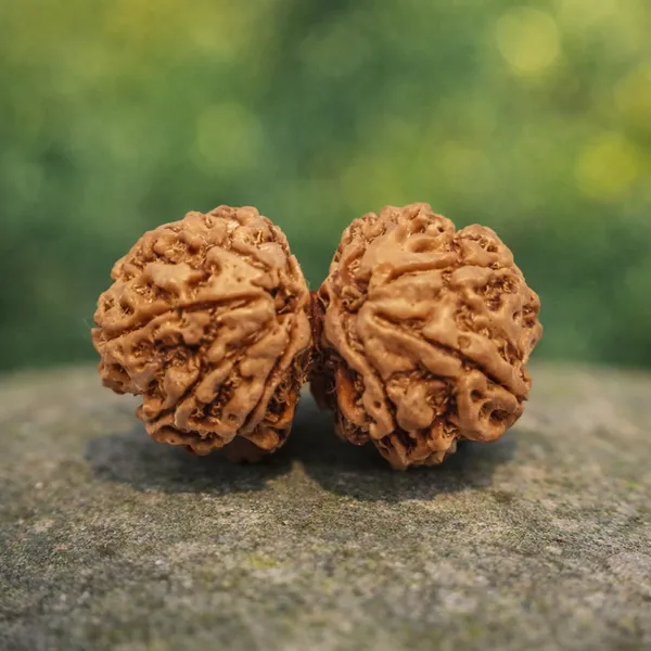 Natural_Rudraksha_Beads_-Gaurishankar_Rudraksha