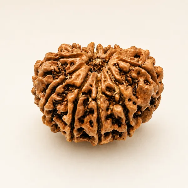 Rudraksha_Bead_-_Natural_10_Mukhi_Rudraksha
