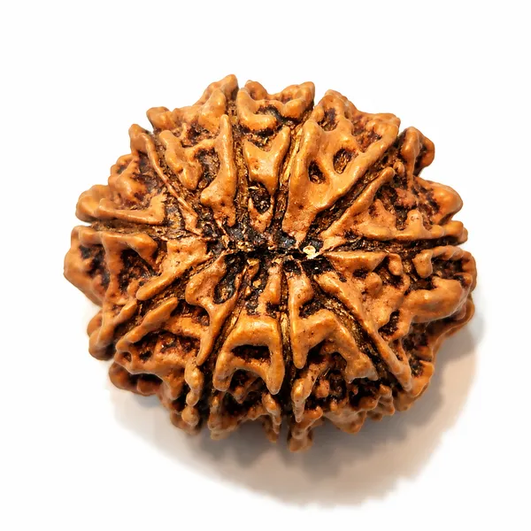 Rudraksha_Bead_-_Natural_10_Mukhi_Rudraksha