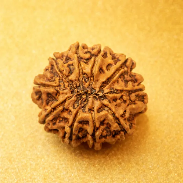 Rudraksha_Bead_-_Natural_10_Mukhi_Rudraksha
