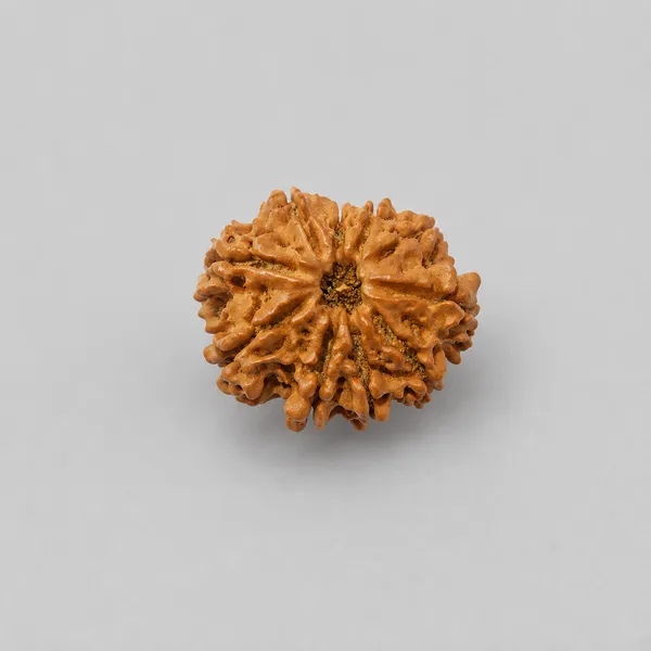 Rudraksha_Bead_-_Natural_10_Mukhi_Rudraksha