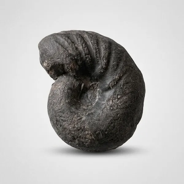 Shaligram_Navi_Chakra