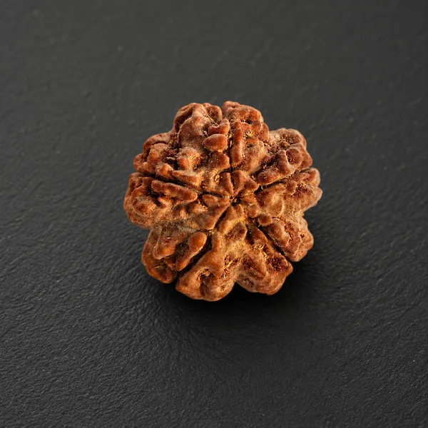 Natural_5_Mukhi_Rudraksha_Seed_Bead_Size_16-19Mm