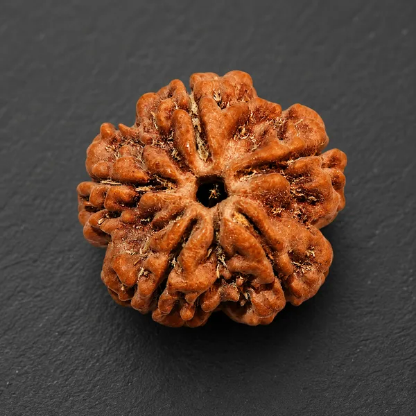 Natural_5_Mukhi_Rudraksha_Seed_Bead_Size_16-19Mm