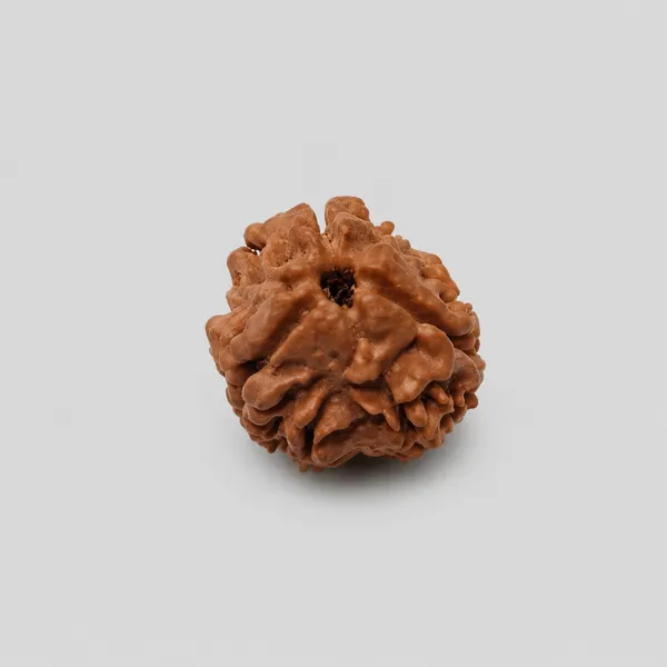 Rudraksha_Seed_Bead_-_Natural_3_Mukhi_(3_Face)_Sacred_Bead