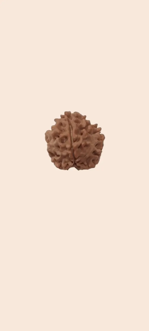 Rudraksha_Seed_Bead_-_Natural_3_Mukhi_(3_Face)_Sacred_Bead