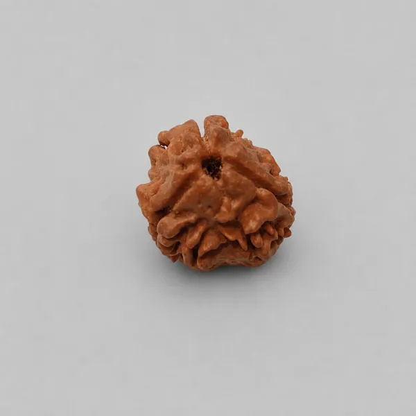 Rudraksha_Seed_Bead_-_Natural_3_Mukhi_(3_Face)_Sacred_Bead