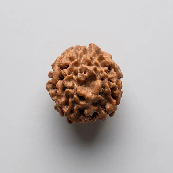 Rudraksha_Seed_Bead_-_Natural_3_Mukhi_(3_Face)_Sacred_Bead