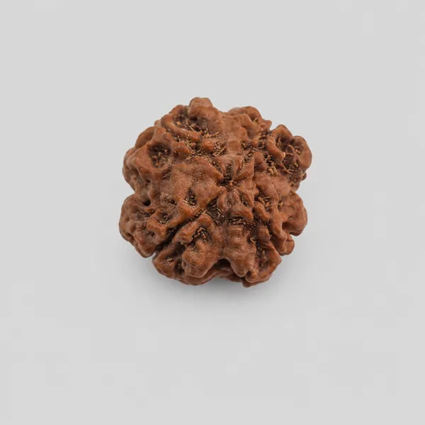 Natural_Rudraksha_Bead_-_4_Mukhi_(Four_Face)_Sacred_Hindu_Prayer_Bead