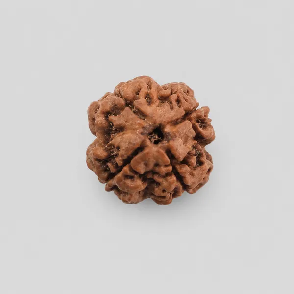 Natural_Rudraksha_Bead_-_4_Mukhi_(Four_Face)_Sacred_Hindu_Prayer_Bead