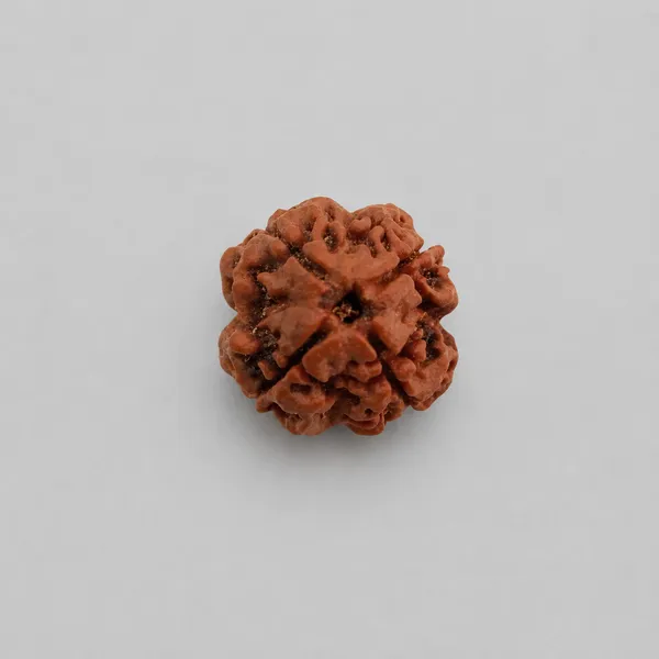 Natural_Rudraksha_Bead_-_4_Mukhi_(Four_Face)_Sacred_Hindu_Prayer_Bead