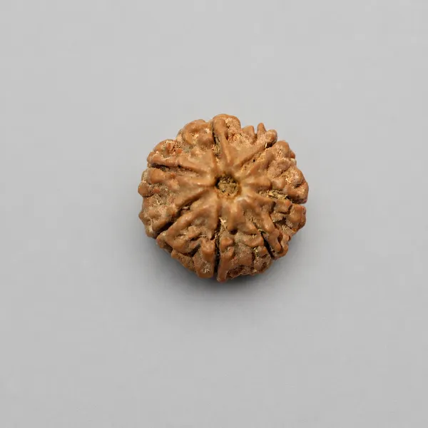 Natural_Rudraksha_Seed_(7_Mukhi_/_Seven-Faced_Rudraksha_Bead)