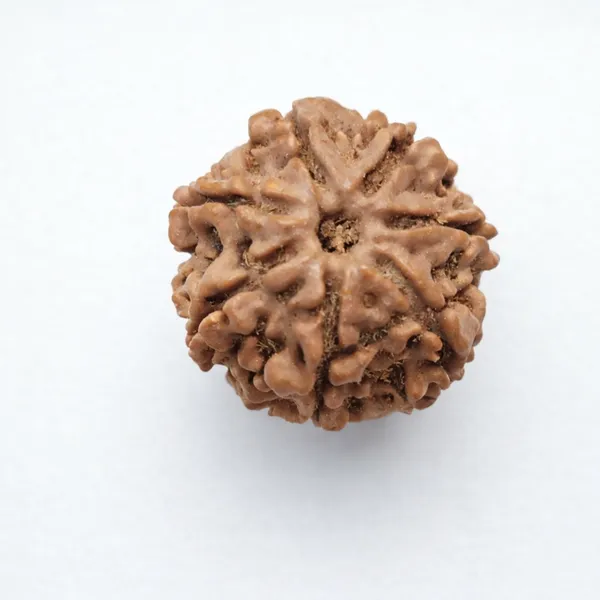 Natural_Rudraksha_Seed_(7_Mukhi_/_Seven-Faced_Rudraksha_Bead)