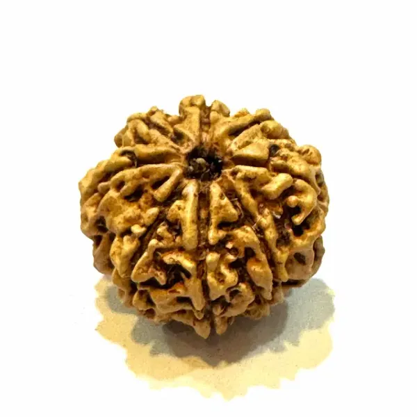 Rudraksha_Seed_(8_Mukhi)