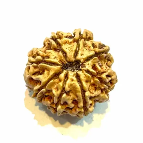 Rudraksha_Seed_(8_Mukhi)