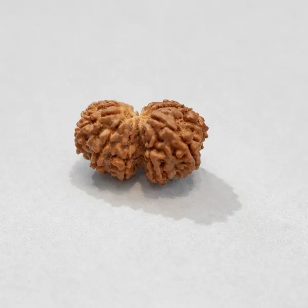Rudraksha_Seed_-_Natural_Gaurishankar_Rudraksha_Bead
