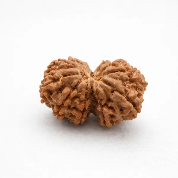Rudraksha_Seed_-_Natural_Gaurishankar_Rudraksha_Bead