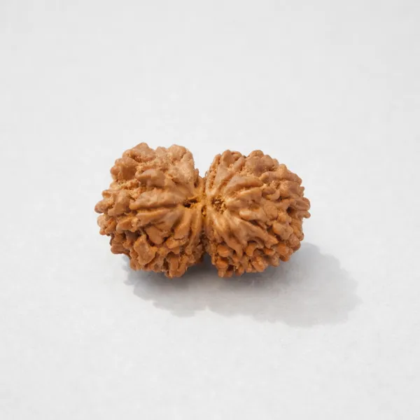 Rudraksha_Seed_-_Natural_Gaurishankar_Rudraksha_Bead