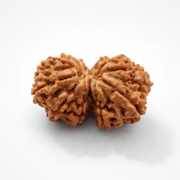 Rudraksha_Seed_-_Natural_Gaurishankar_Rudraksha_Bead