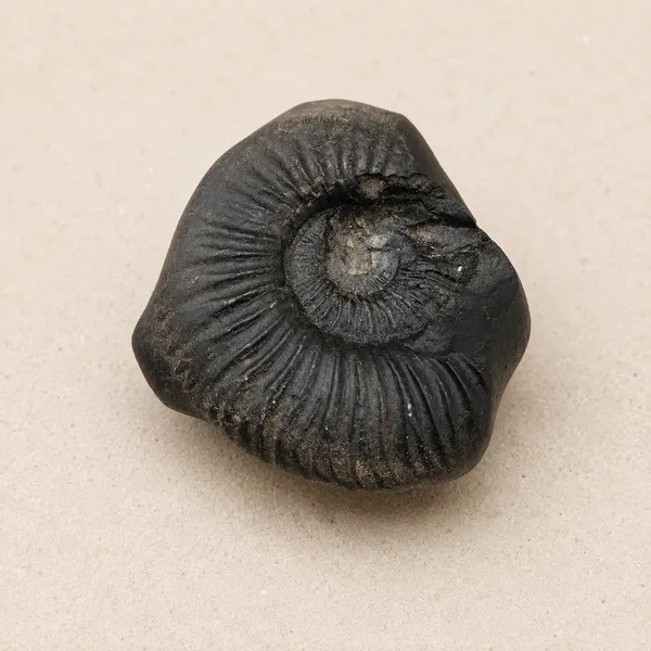 Sudarshan_Chakra_Shaligram