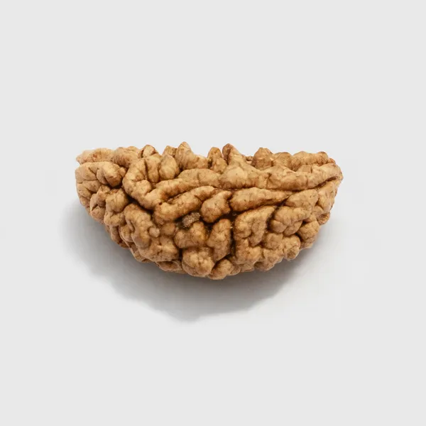 Natural_Rudraksha_Bead_-_Authentic_1_Mukhi_(Face)_Rudraksha_For_Spiritual_And_Religious