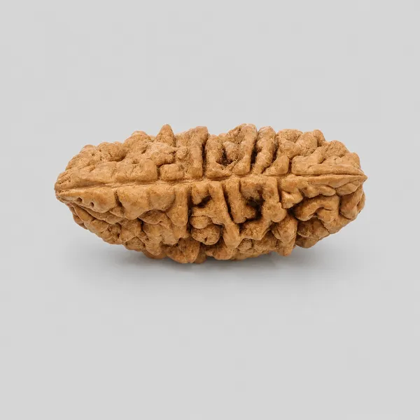 Natural_Rudraksha_Bead_-_Authentic_1_Mukhi_(Face)_Rudraksha_For_Spiritual_And_Religious