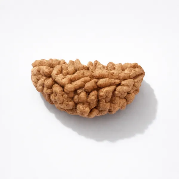 Natural_Rudraksha_Bead_-_Authentic_1_Mukhi_(Face)_Rudraksha_For_Spiritual_And_Religious