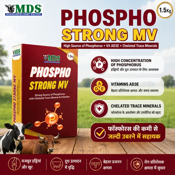 Phospho_Strong_Mv