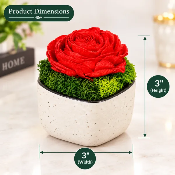 OMKARIXA_Compact_Preserved_Botanical_Decor_with_Rose_Centre,_Mini_Nature-Inspired_Display_for_Home,_Office,_Desk_&_Shelf