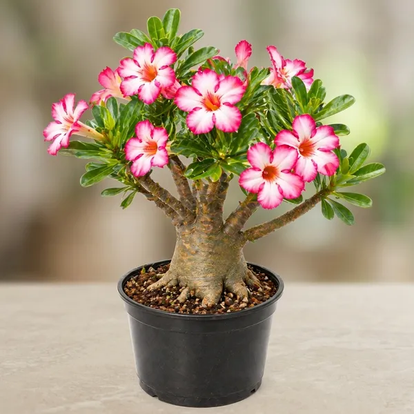 Adenium_Grafted_Flower_Plant