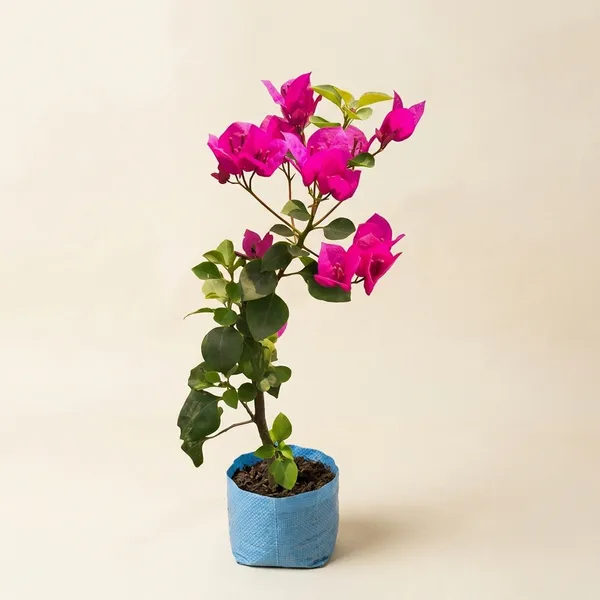 Amarpal_Bougainvillea_Flower_Plant